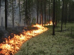 В России горят леса